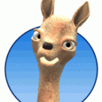 camel has three eye lids